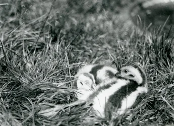 Zwei junge Andengänse im Londoner Zoo, August 1916